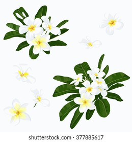 Plumeria set.  Tropical exotic flower. Realistic floral illustration. Botanical vector with. Elements for spa design. Isolated on white