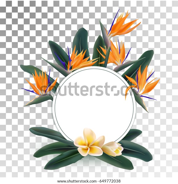 Plumeria Strelitzia Reginae Flowers Green Leaves Stock Vector