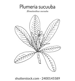 Plumeria sucuuba (Himatanthus sucuuba), ornamental and medicinal plant. Hand drawn botanical vector illustration