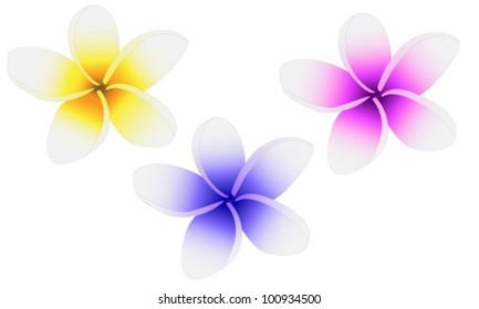 Plumeria three flowers painted in different colors