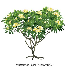 Plumeria Tree Vector Flower