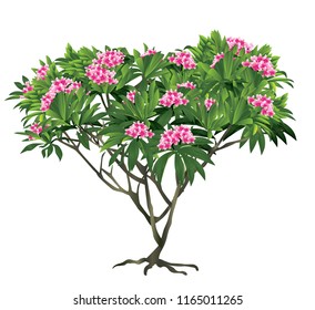 Plumeria Tree Vector Pink Flower