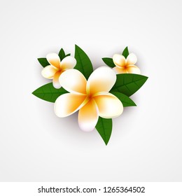 Plumeria. Tropical exotic flower. Isolated. Vector