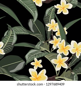 Plumeria tropical exotic flower seamless pattern. Realistic floral illustration. Elements for spa design. Black background.