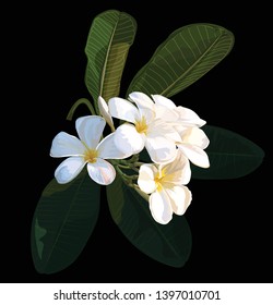 Plumeria tropical flower vector illustrator
