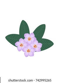Plumeria tropical flower  white background