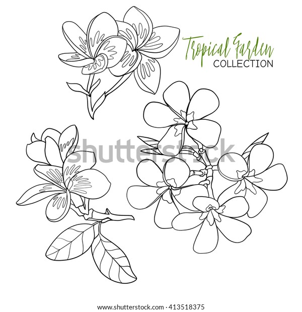 Plumeria Tropical Plant Vector Illustration Coloring Stock Vector ...