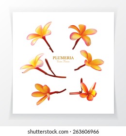 Plumeria Vector Flower