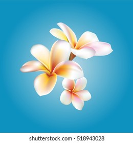 Plumeria. Vector flower