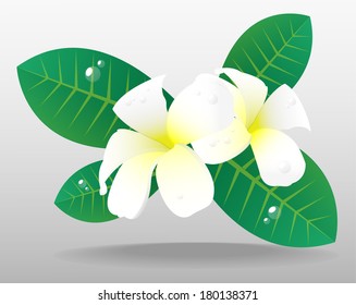 The Plumeria vector flower background stockvector , Frangipani