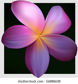 plumeria, vector illustration