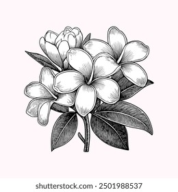 Plumeria vector illustration, graphic hand drawn sketched pencil textures, tropical flower or floral tree black and white artistic design