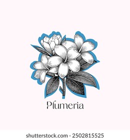 Plumeria vector illustration, graphic hand drawn sketched pencil textures, tropical flower or floral tree black and white artistic design
