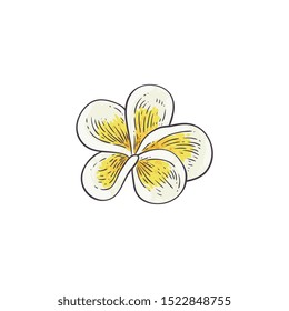 Plumeria vector illustration in sketch style - beautiful white and yellow open frangipani bloom isolated on white background. Tropical flower - element for natural floral design.