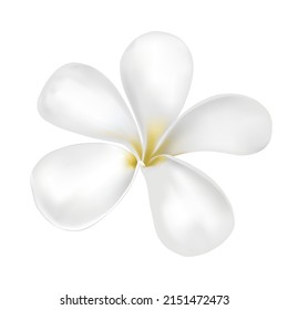 Plumeria, Vektorgrafik auf weißem Hintergrund