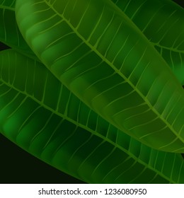 Plumeria. Vector tropical leaves. seamless pattern. Jungle exotic leaf 