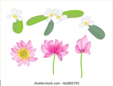 plumeria and water lily or lotus flowers isolated picture different  way to look bloom ,top view .side view for spa concept .vector illustration