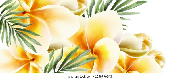 Plumeria yellow flowers Vector watercolor. Summer time paradise card. Wedding ceremony invitation. Exotic festival backgrounds