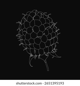 A plump black raspberry stands out vividly against a dark background, showcasing its textured surface and glossy sheen. The high contrast highlights the fruit's rich color and delicate details.