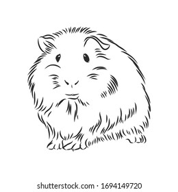 plump cute Guinea pig, sketch vector graphics black and white drawing