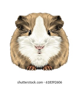 Plump Cute Guinea Pig, Sketch Vector Graphics Color Picture