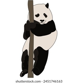 A plump panda hangs on a bamboo branch.