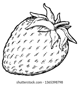 Plump Strawberry - Vector Illustration - Outlines