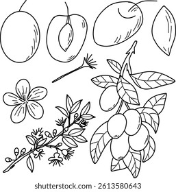 Plums and Blossoms Outline Illustration with Botanical Elements. Outline illustration featuring fruits, blossoms, leaves, and seeds. Perfect for botanical designs, educational materials, or coloring 