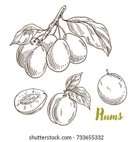 Plums, branch with leaves, hand drawn sketch vector illustration