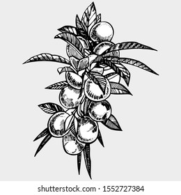 Plums hand drawn illustration. Ink sketch. Hand drawn illustration. Seamless pattern. Healthy organic food. Farm market products. Best for package design.