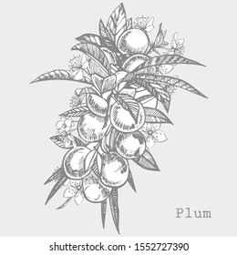 Plums hand drawn illustration. Ink sketch. Hand drawn illustration. Seamless pattern. Healthy organic food. Farm market products. Best for package design.