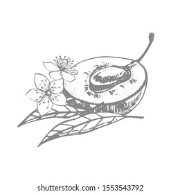 Plums hand drawn illustration. Ink sketch. Hand drawn illustration. Seamless pattern. Healthy organic food. Farm market products. Best for package design.