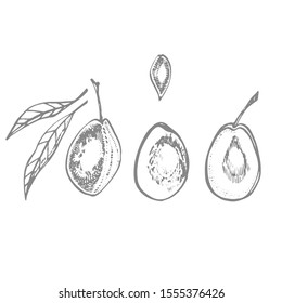 Plums hand drawn illustration. Ink sketch. Hand drawn illustration. Seamless pattern. Healthy organic food. Farm market products. Best for package design.