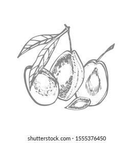 Plums hand drawn illustration. Ink sketch. Hand drawn illustration. Seamless pattern. Healthy organic food. Farm market products. Best for package design.