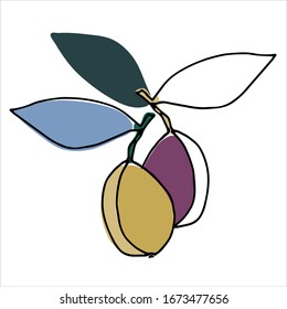 Plums. Hand drawn vector illustration for fruit stores, restaurants and farm markets promotion. Isolated design elements