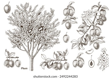 Plums hand drawn vector set