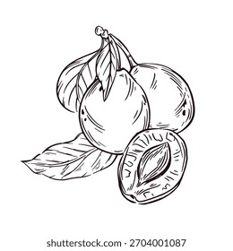 Ciruelas con hojas y media ciruela dibujadas a mano en tinta. La Ilustración vectorial es perfecta para imprimir en envases de alimentos, cosméticos, vajilla.
