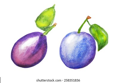 Plums with leaves on white background