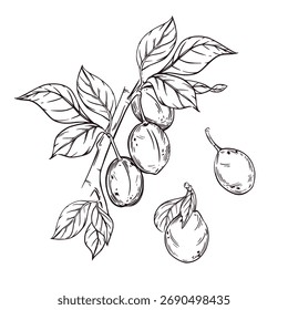 Ciruelas en una rama, Ilustración vectorial de ciruelas en una rama con hojas. Todo dibujado a mano en tinta. La ilustración es adecuada para imprimir en envases de productos, productos alimenticios y textiles.