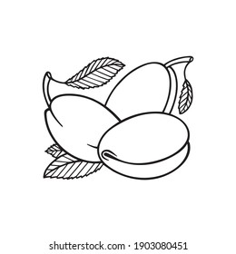 Plums. Plums outline drawing isolated on white background. Plums with leaves sketch drawn illustration. Part of set. 