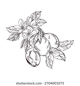 Pflaumen und Pflaumen mit Blättern und Blumen des Baumes, alle Objekte sind handgezeichnet mit Tinte und in Vektor übersetzt. Die Illustration ist perfekt zum Bedrucken von Stoffen, Utensilien, Lebensmittelverpackungen.