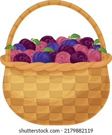 Plums. Ripe plums in the basket. Basket with fresh plums. Garden fruits. Vegetarian organic products. Vector illustration isolated on a white background