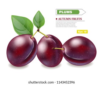 Plums Vector realistic isolated fruits. Harvest autumn seasons