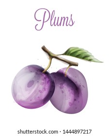 Plums Vector watercolor. Summer fruits icon. label template