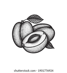 Plums. Whole and slice plums with seed and leaf engraving style drawing isolated on white background. Plums dotted, vintage style sketch drawn illustration. Part of set. 