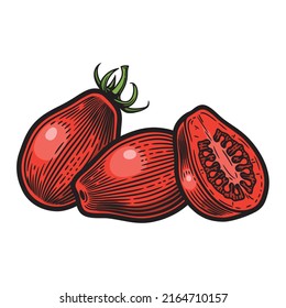 Plum-shaped tomatoes, hand drawn vector illustration in vintage engraving style. Isolated on white background.