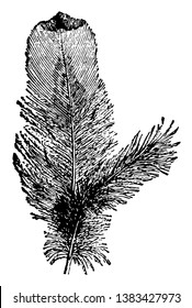 Plumule which is the bird down feather, vintage line drawing or engraving illustration.