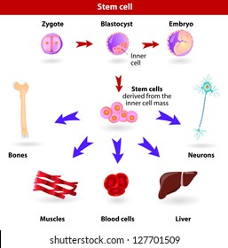 Pluripotent, Embryonic Stem Cells Originate As Inner Cell Mass Cells Within A Blastocyst. These Stem Cells Can Become Any Tissue In The Body, Excluding A Placenta.