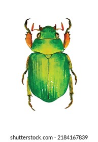 Plusiotis sallei. Beetle vector illustration. Bug on white background. Entomology collection. Insect cartoon art. Aquarelle style. Picture for greeting card, logo, decoration and design.