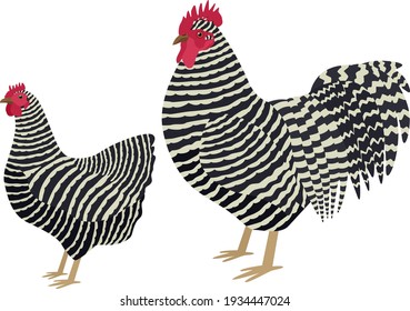 Plymouth Rock Breed of chickens Vector illustration Isolated object set